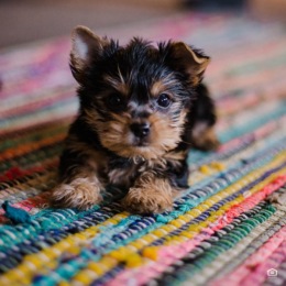 Our pet-friendly apartment community in Goodyear has the perfect floor plan for both you and your pup! Learn more. #Amiya #AZApartments #GoodyearAZ #AZLiving #LiveGreystar Instagram post from @amiya_apts on April 18, 2023 00:00:00am